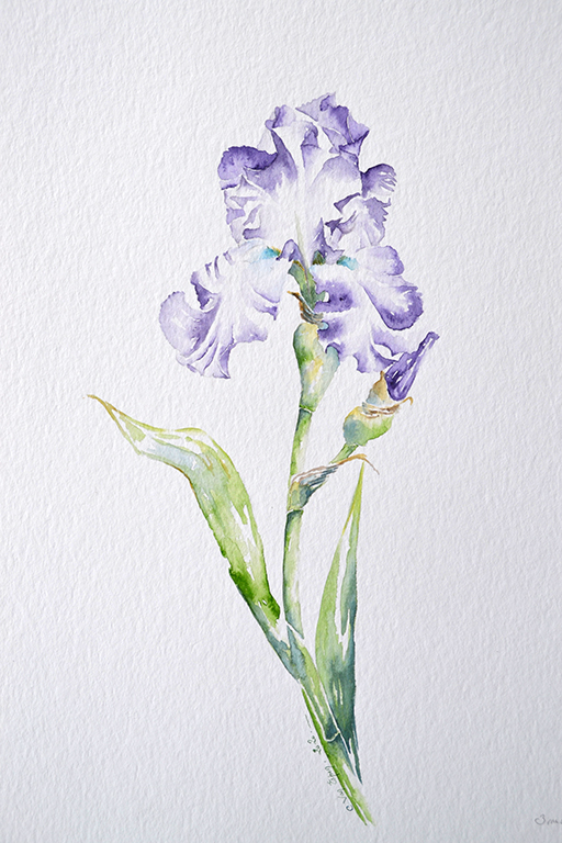 à l'aquarelle, un iric d'un fleuron aux pétales bleu et blanc sur l'intérieur. également, un bouton pointe sur la droite.