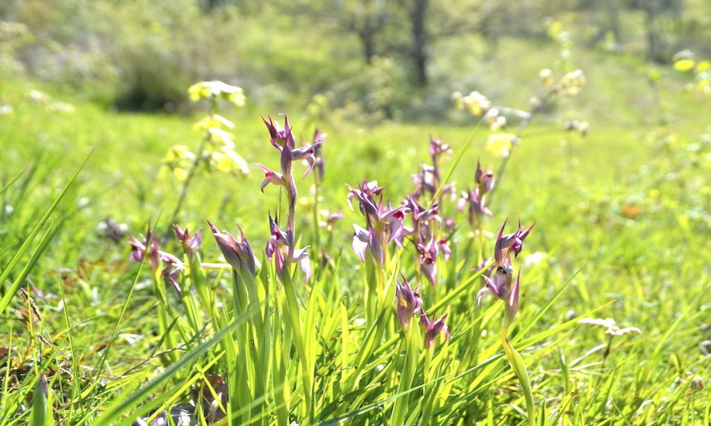 Orchidées : sur les pelouses sèches du Vic-Bilh, massif de Sérapias, avril 2021