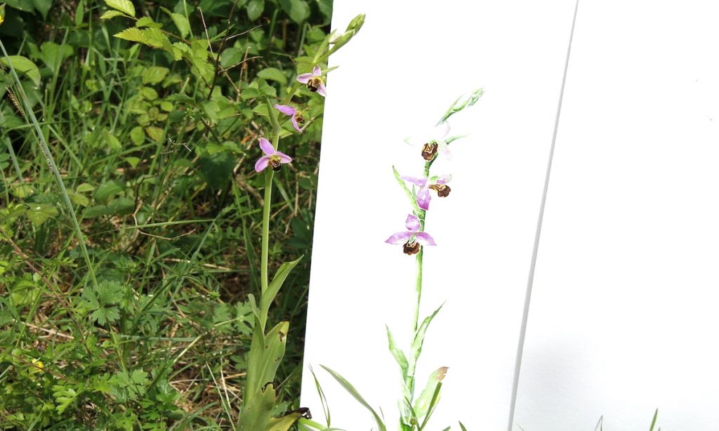 Orchidées : sur les pelouses sèches du Vic-Bilh, Ophrys, mai 2021