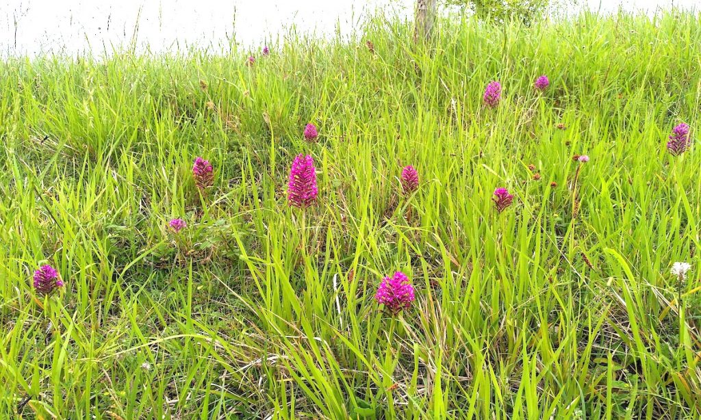 Orchidées : sur les pelouses sèches du Vic-Bilh, Orchis, mai 2021