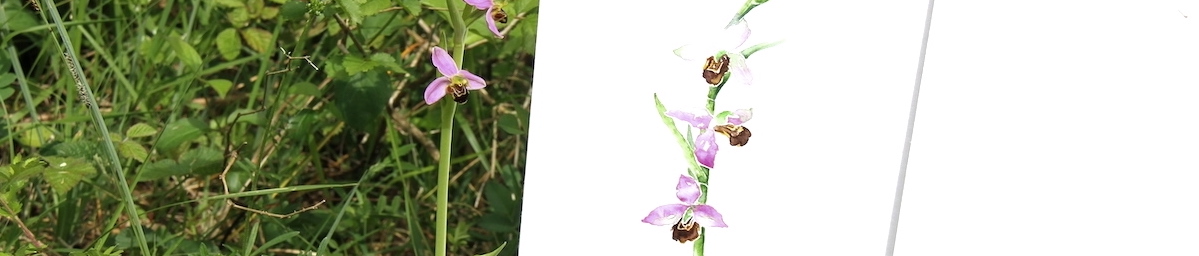 Orchidées en Vic-Bilh