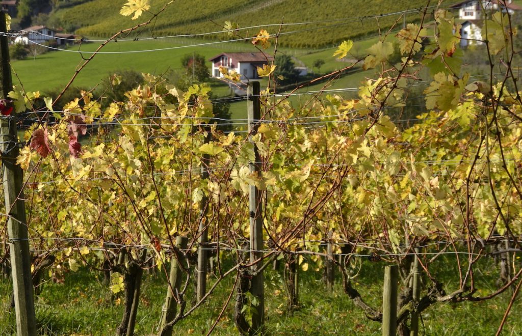 Pays Basque en Baigorri : vignoble d'Irouléguy, photo Cécile Van Espen, 2021