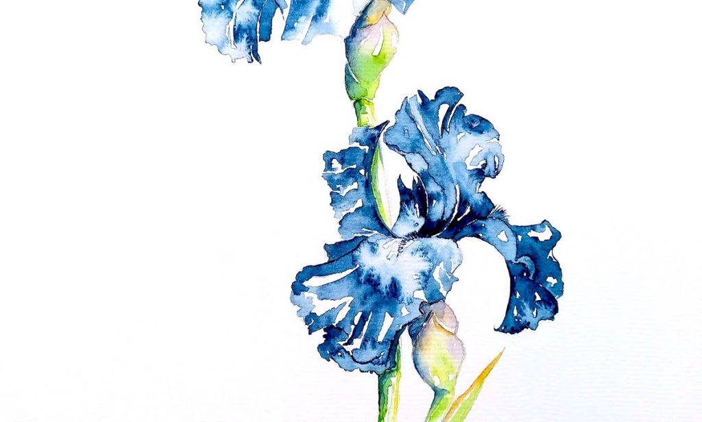 Aquarelles de fleurs : Iris bleu, détail de un fleuron