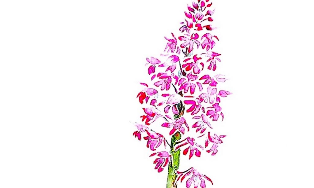 Aquarelles de fleurs : Orchis pyramidal détail sur la hampe