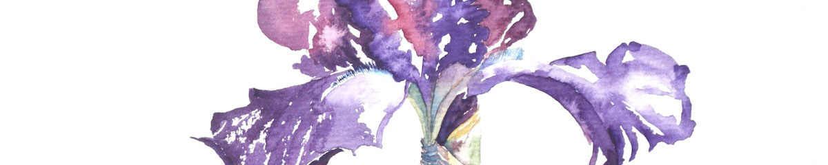 Aquarelles de fleurs, fragment de la tête d'un fleuron d'iris