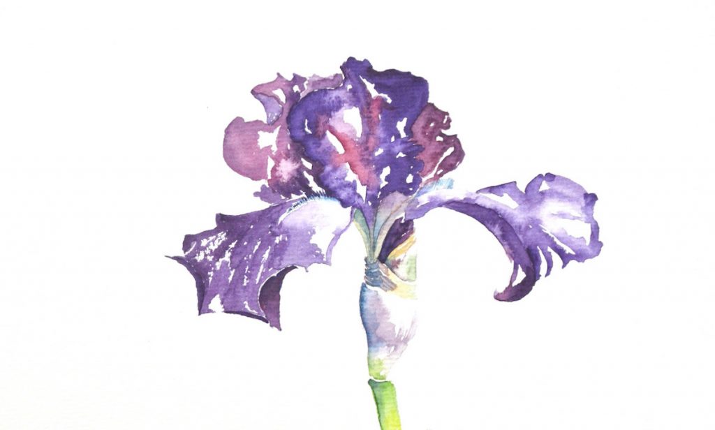 Aquarelles de fleurs : tête d'un fleuron d'iris aux nuances de violet