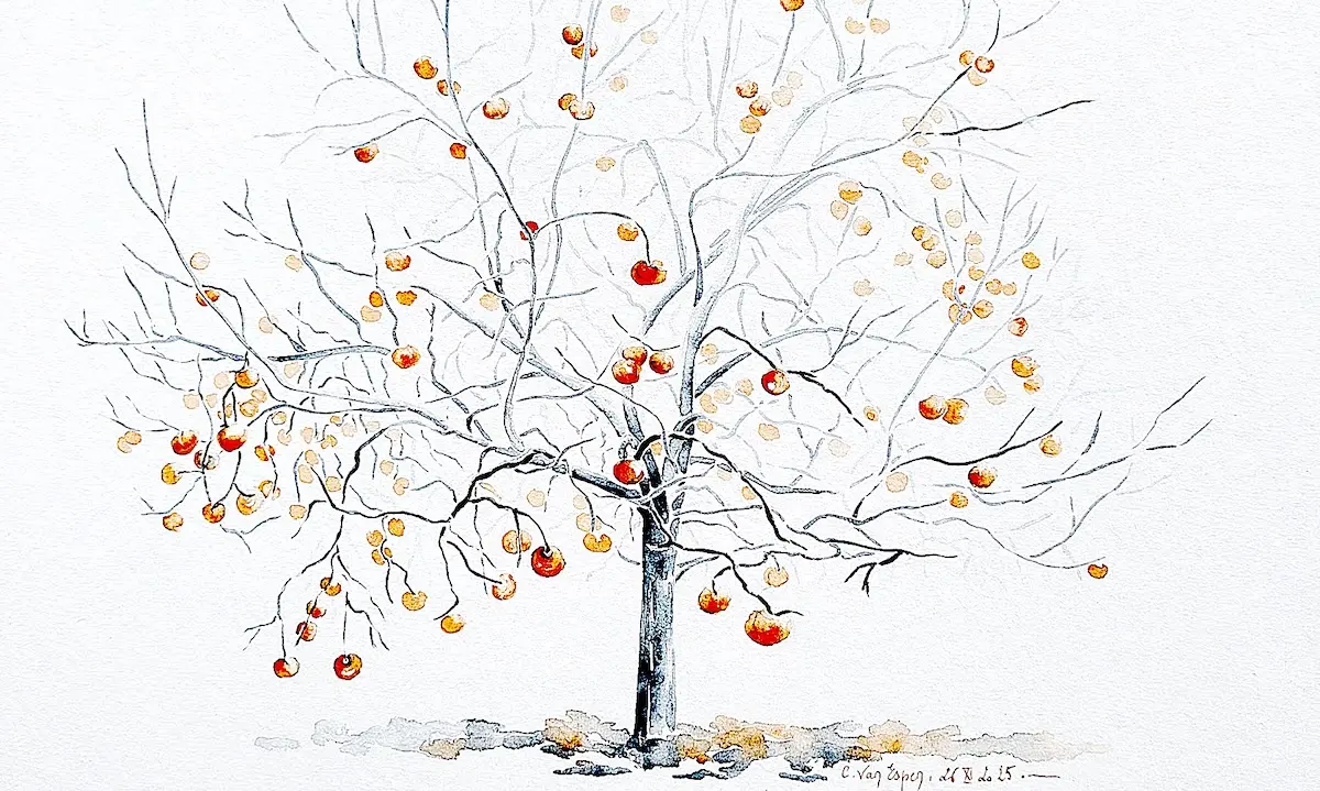 Plaqueminier peint à l'aquarelle ; les fruits sont traduits en orange de Chine, les branches et le tronc en bleu de Lectoure. Aquarelle peinte en plein air par Cécile Van Espen le 26/11/2025